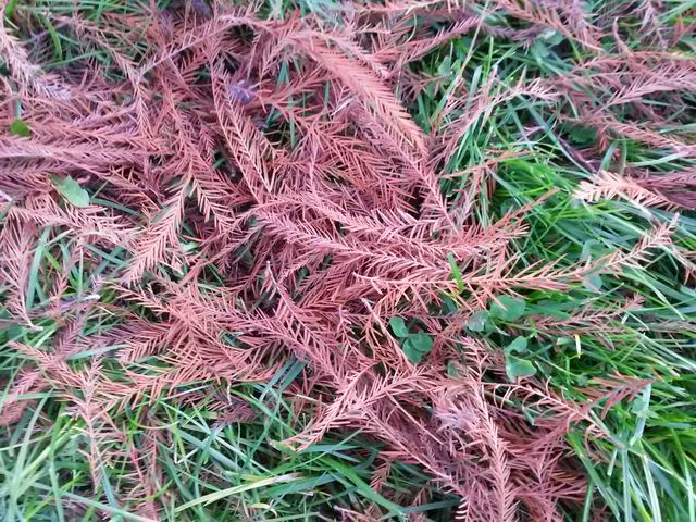 Taxodium distichum